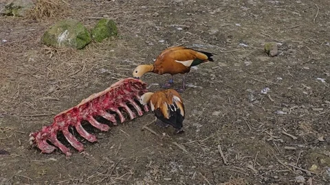 Ducks scavenging Stock Footage 271153665