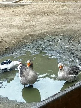 Ducks Scene 库存照片