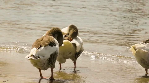 Ducks scratching themselves panning. A funny moment. Stock Footage