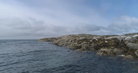 Ducks at sea coast Video stock 85839827