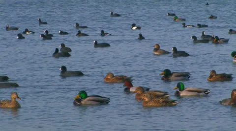 Ducks in the sea. Stock Footage 27142838