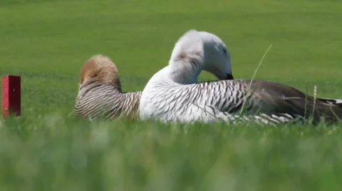 Ducks' Shake On The Green 스톡 동영상 765286