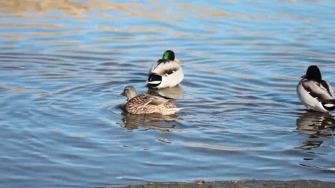 Ducks in shallow water Stock Footage 71767522