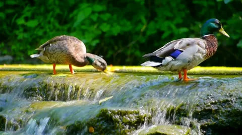 Ducks At Sharon Woods Stock Footage 33754583