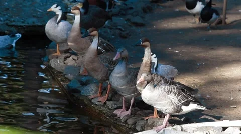 Ducks on the shore Stock Footage 43256071