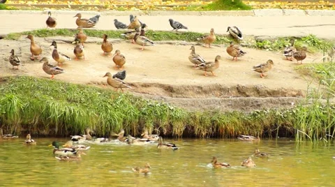 Ducks on the Shore Stock Footage 67952918