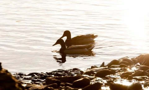 Ducks by a Shore Stock Photos