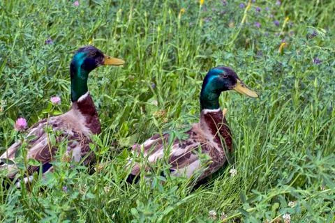 Ducks on the shore Stock Photos