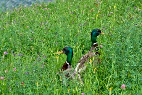 Ducks on the shore Stock Photos