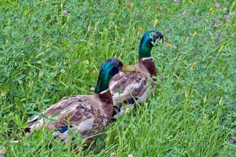 Ducks on the shore Stock Photos