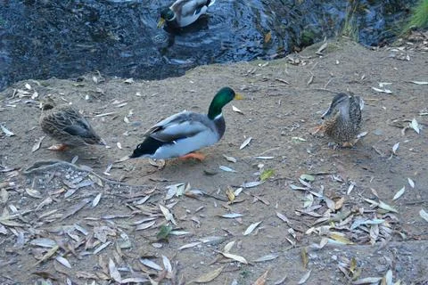 Ducks on the shore Stockfoto's