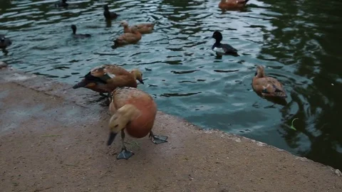 Ducks on the shore of a pond 스톡 동영상 77752455