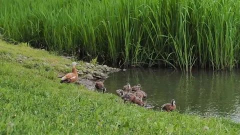 Ducks on the shore of the pond Video stock 238442891