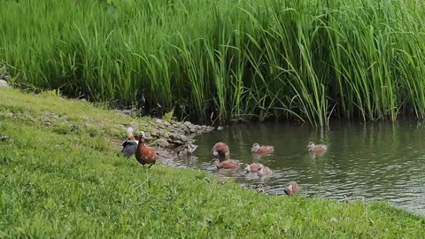 Ducks on the shore of the pond Stock Footage 238442893