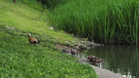Ducks on the shore of the pond Video stock 238442911