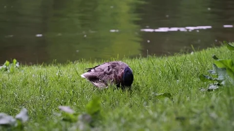 Ducks on the shore of the pond Video stock 238442939