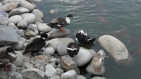 Ducks on the Shoreline Stock Footage 111036305