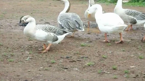 Ducks By The Side of a Pond 動画素材 125008674