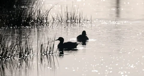 Ducks silhouetted amongst grasses on a winter wetland in north Wales. Stock Footage 337167166