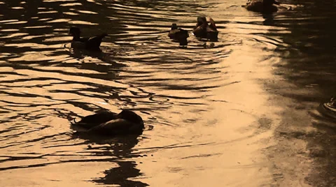 Ducks Silhouettes on the lake Stock Footage 35870393