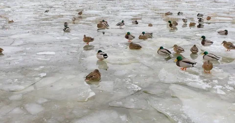 Ducks sit and relax and float on the ice on a frozen river in the winter in Mosc Stock Footage 85114038