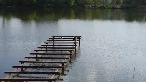 Ducks sit on a bridge on the lake, wild birds on the river, fishing Stock Footage 244295491
