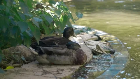 Ducks sit on the edge of an artificial pond, one trying to sleep Stock Footage 323961321