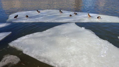 Ducks sit on a piece of ice floe Vidéo 236238731