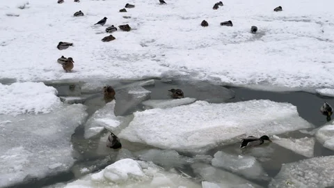 Ducks sit on a piece of ice floe 库存影片 261570386