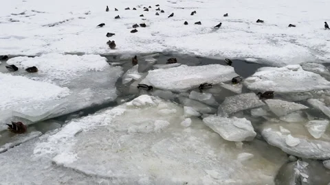 Ducks sit on a piece of ice floe Stockbeeldmateriaal 261571746