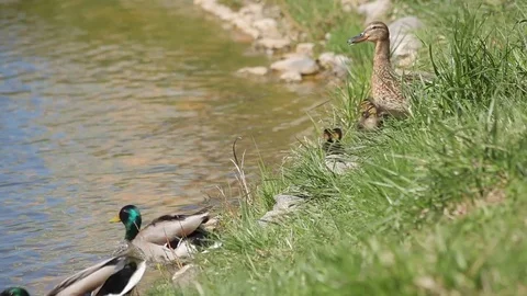 Ducks sit on the shore, and feeling the danger jumping into the water Video stock 75365538