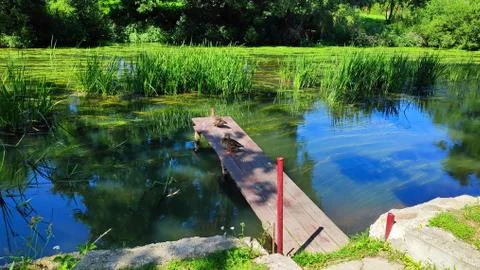 Ducks sit on a small pier over a river overgrown with sedge and algae Stock Photos