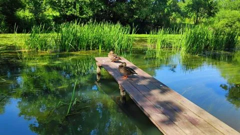 Ducks sit on a small pier over a river overgrown with sedge and algae Stock Photos