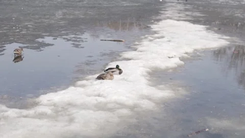 Ducks sit in the snow in a puddle in early spring, Russia, April Stock Footage 152408893