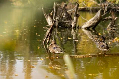 Ducks sit on a tree that has fallen into a pond. Stock Photos
