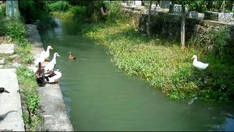 Ducks sitting and swimming at edge of canal in village park Stock Footage 346540218