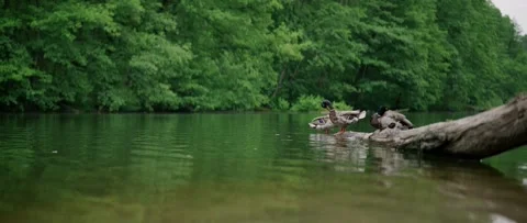 Ducks sitting on a fallen tree in a lake. Stock Footage 278602594