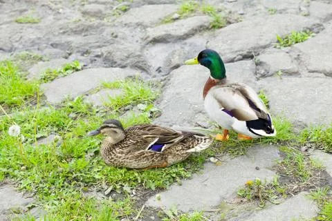 Ducks sitting on the grass Stock Photos