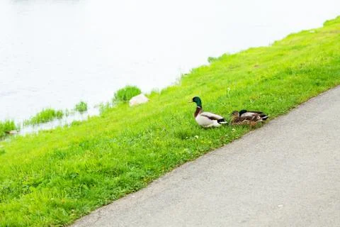 Ducks sitting on the grass Foto stock