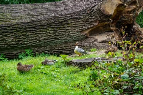 Ducks sitting by a pond Stock Photos