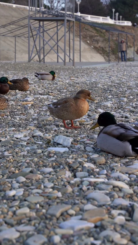Ducks sitting on the rocks of the coast Stock Footage 305307967