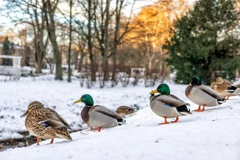 Ducks sitting in the snow in front of a stream in a park. Stock Photos