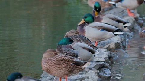 Ducks sleep, clean their feathers, eat algae. Ducks are beautifully reflected Video stock 254876918