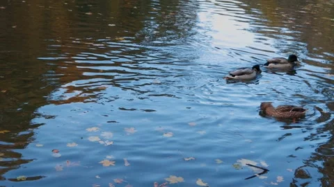 Ducks sleep, clean their feathers, eat algae. 库存影片 255066335