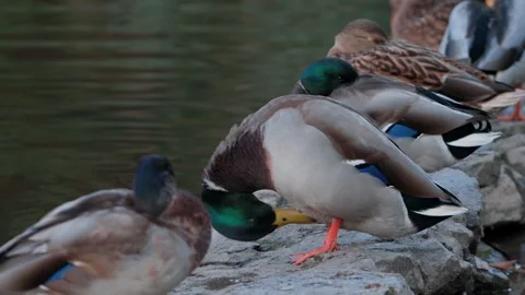 Ducks sleep, clean their feathers, eat algae. Ducks are beautifully reflected Stockbeeldmateriaal 257609832