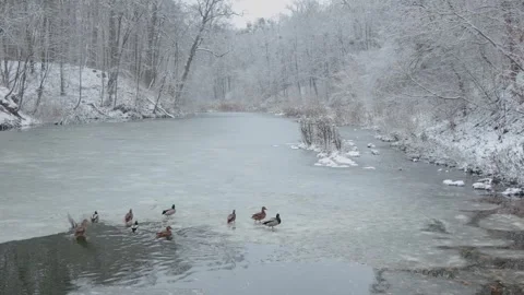 Ducks sleep, clean their feathers, eat algae. Ducks are beautifully reflected 库存影片 257610296