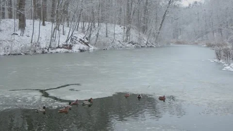 Ducks sleep, clean their feathers, eat algae. Ducks are beautifully reflected Stock Footage 259654452