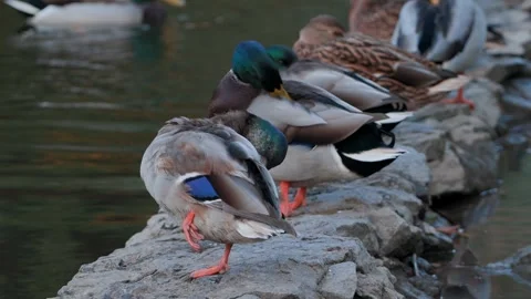 Ducks sleep, clean their feathers, eat algae. Ducks are beautifully reflected Stock Footage 259849150