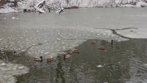 Ducks sleep, clean their feathers, eat algae. Ducks are beautifully reflected Stock Footage 260242215