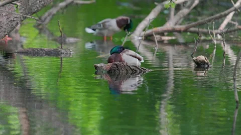Ducks sleep, clean their feathers, eat algae. Ducks are beautifully 库存影片 275010455